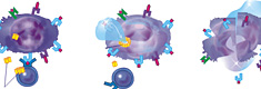 The destruction of tumor cells by T-lymphocyte