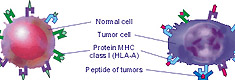 The antitumoral T-lymphocyte can bind with only the tumoral cell but does not bind with a normal cell 